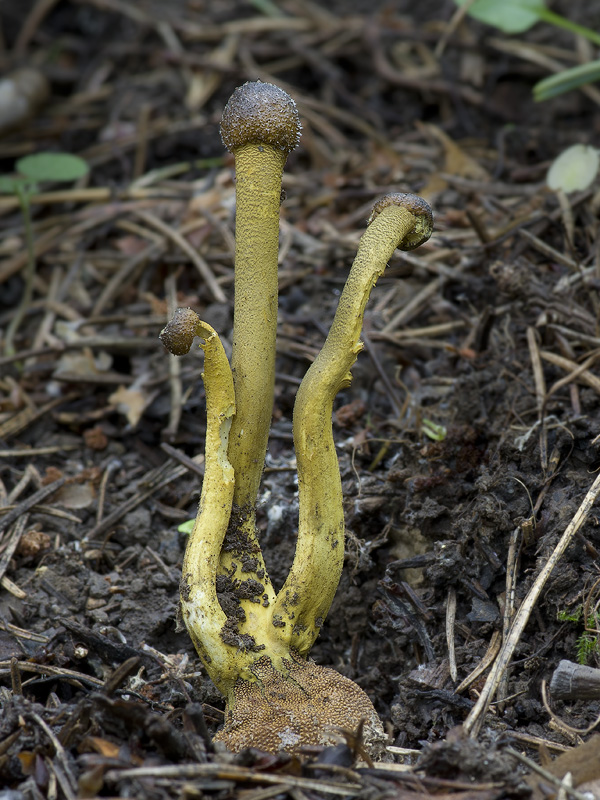 Tolypocladium longisegmentum